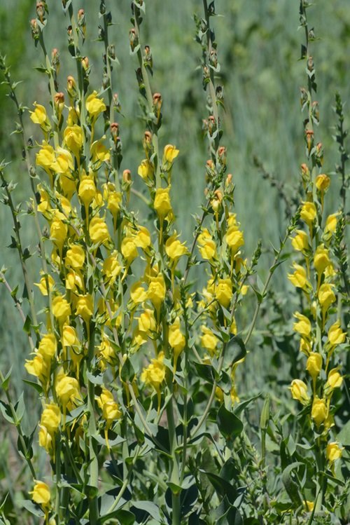 Yellow wildflower varieties