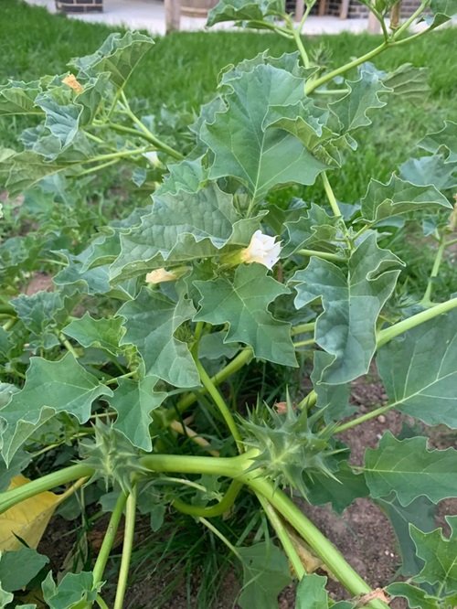 Weeds That Recall Them of Squash Plants