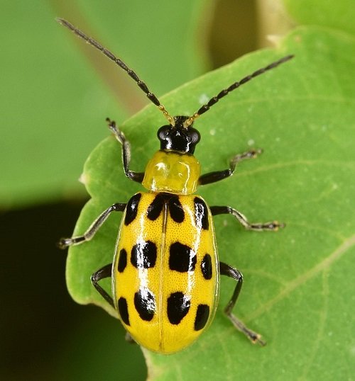 Most Common Yellow Bugs on Plants