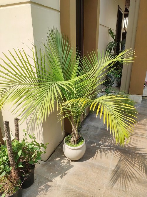 Pigmy Palms in pot