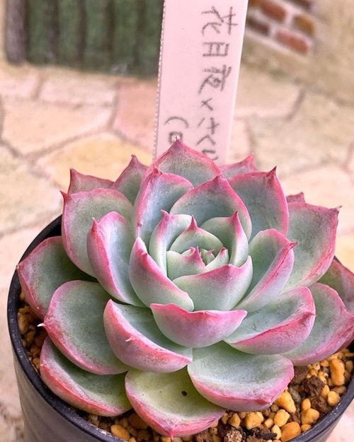 Succulent with Pink Edges 14