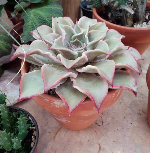 Succulent with Pink Edges 9