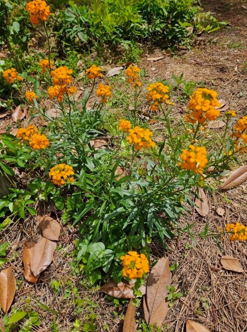 best Best Orange Wildflowers You Can Grow in Your Yard