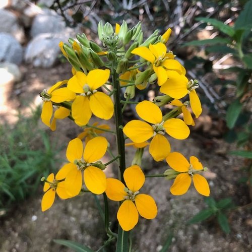 lovely Yellow Flowers With Four Petals