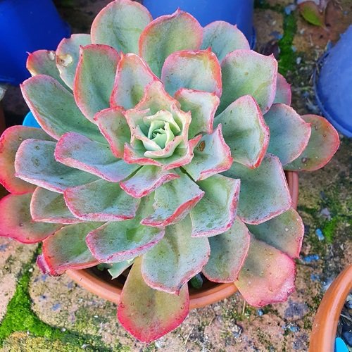 Succulent with Pink Edges 8