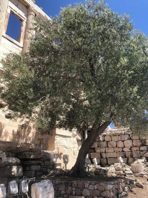 Olive tree in Greek Mythology