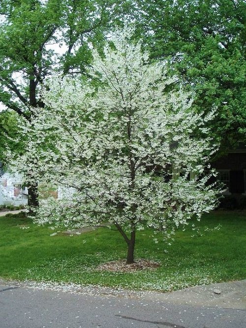 Flowering Trees That Start With S