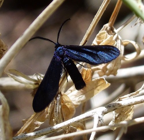 Blue Moths 13