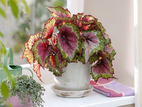 best Houseplants with Purple Stripes