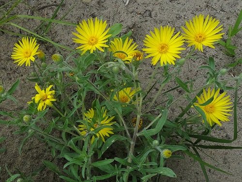 best Different Yellow Wildflower Types