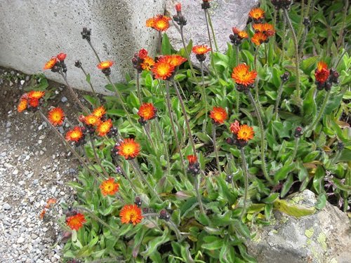 Some of the Best Orange Wildflowers for Your Yard
