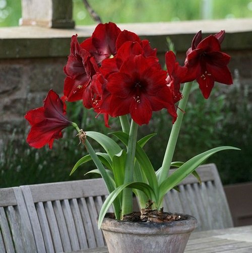 Top Amaryllis Varieties and Colours