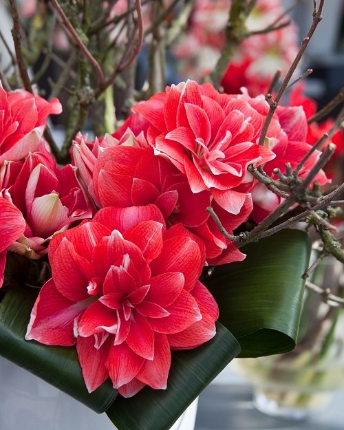 best Greatest Amaryllis Colours and Varieties