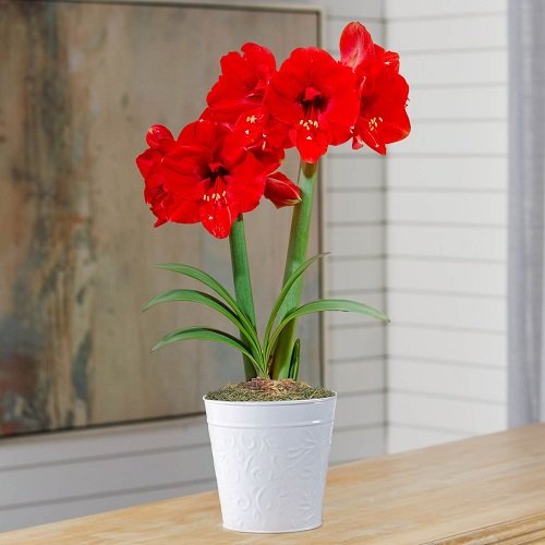 Outstanding Amaryllis plants Colours and Varieties