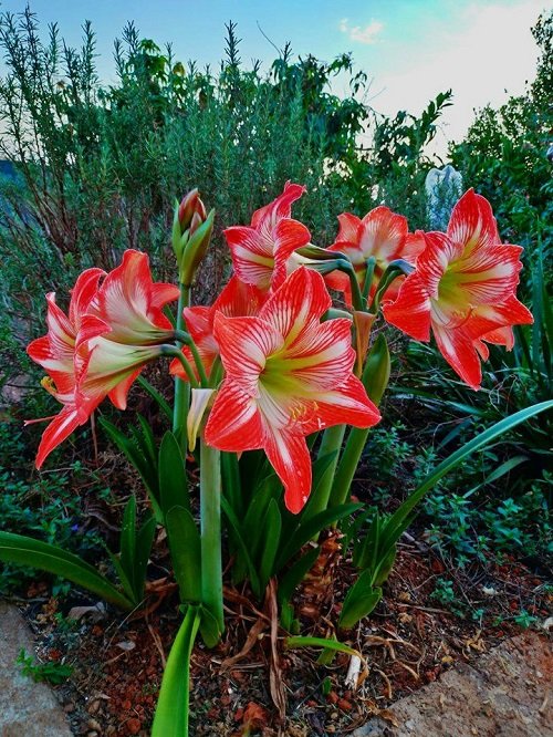 Top Colours and Varieties of Amaryllis