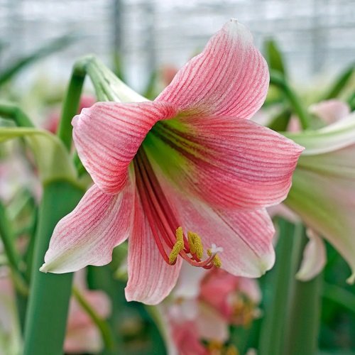 best Outstanding Amaryllis plants Colours and Varieties