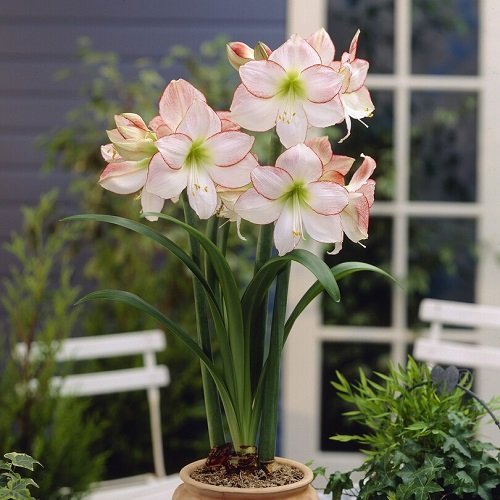 Top Amaryllis Varieties and Colours