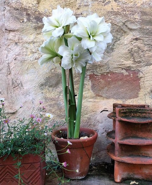 Best Amaryllis Colors and Varieties in pot