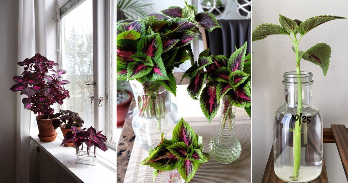 how-to-grow-coleus-in-water-balcony-garden-web