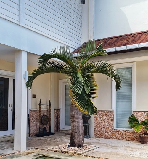 Small Palm Tree  near house 
