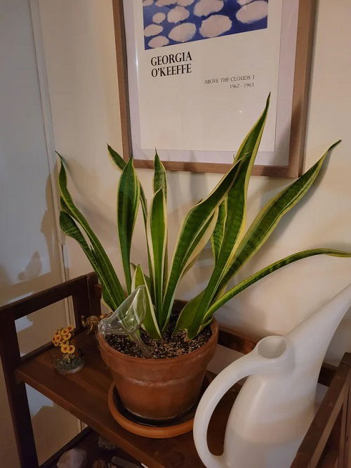 snake plant in pot with water can alongside