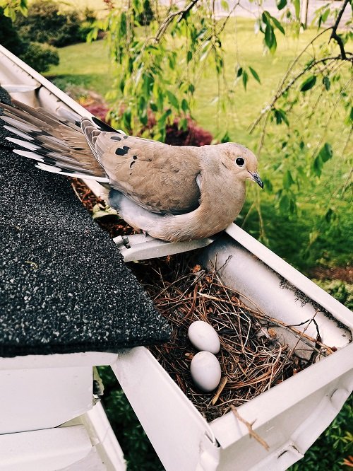 Inviting Doves in Your Garden