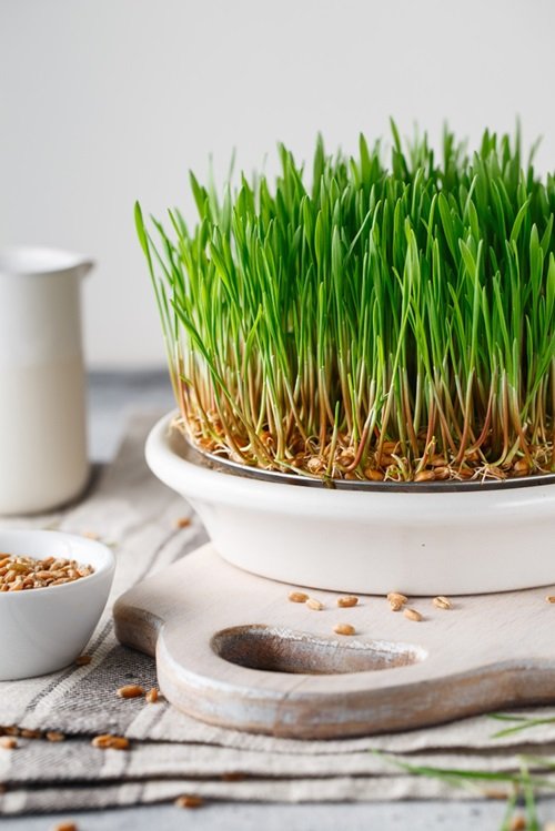 Is Wheat Grass a Vegetable