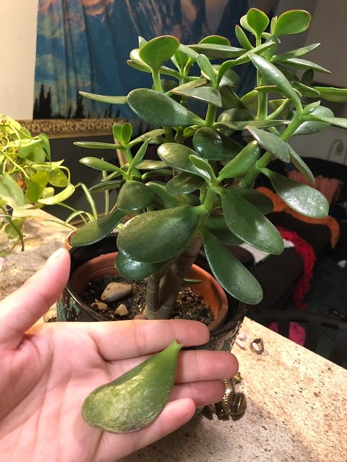 Jade Plant Leaves Falling Off 1