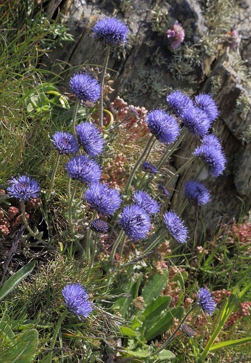  bloom purple-blue Sheep’s Bit flowers 15