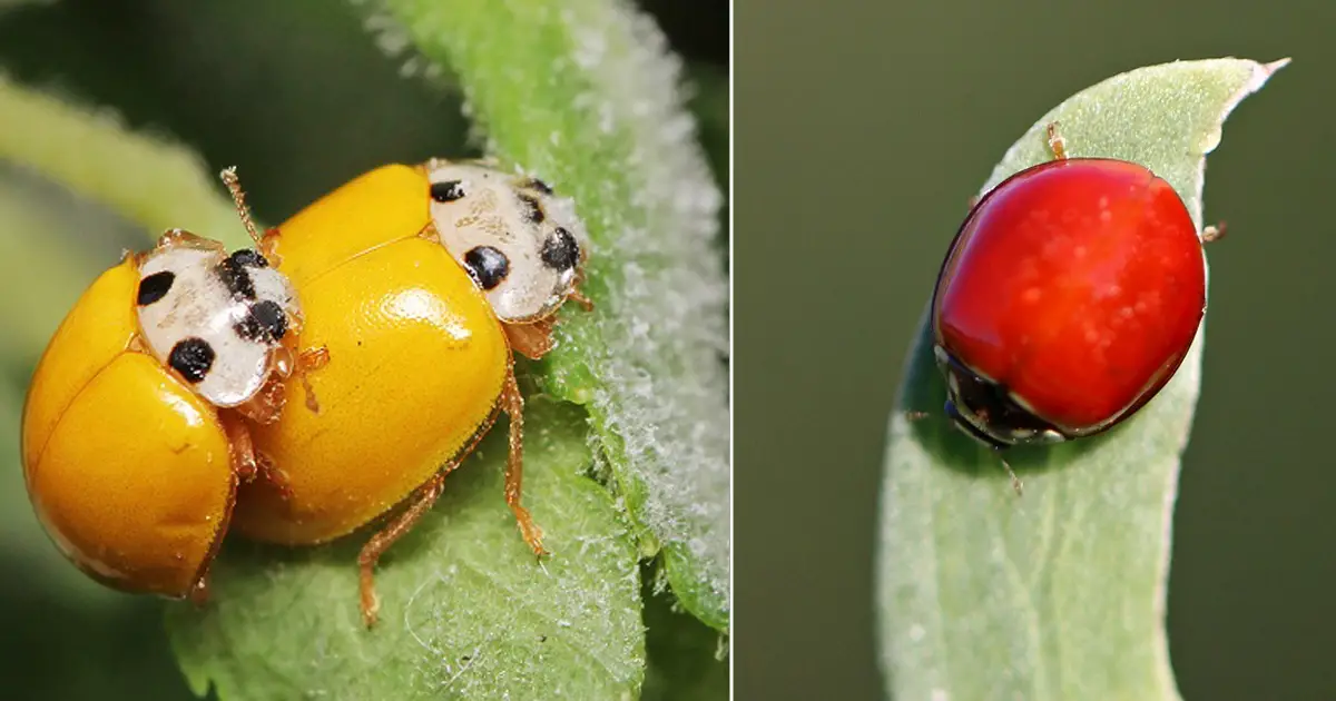 Ladybug With No Spots Spiritual Meaning Balcony Garden Web
