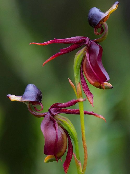 Orchids that Look Like duck 