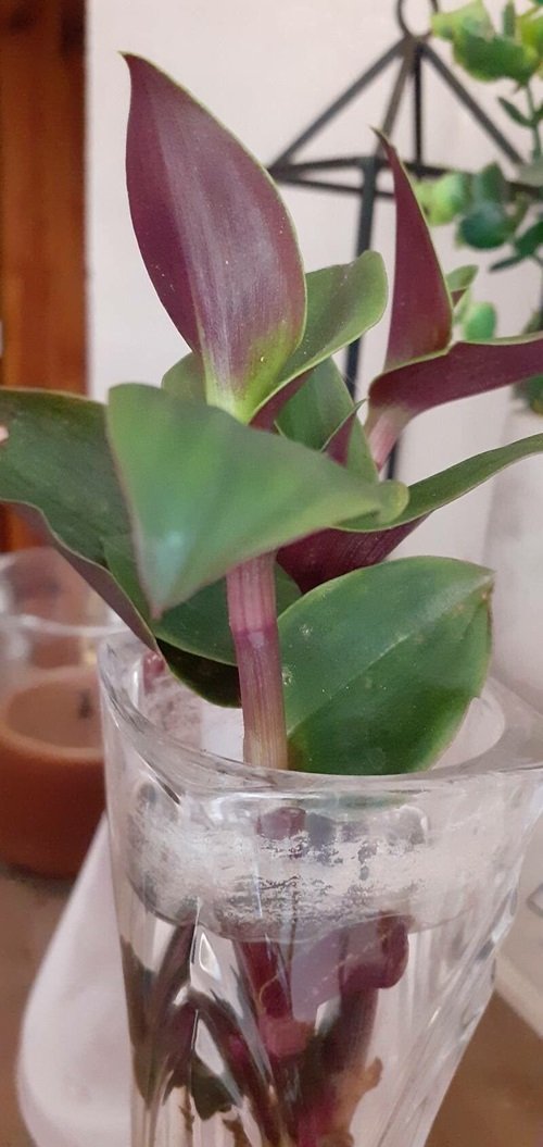 Tradescantia to grow in water 7
