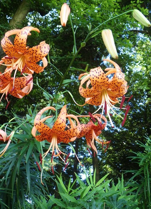 lovely Best Orange Wildflowers You Can Grow in Your Yard