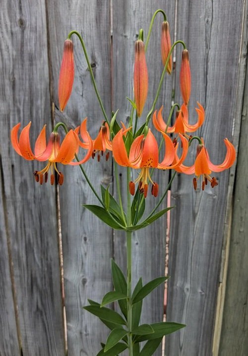 Best Orange Wildflowers You Can Grow in Your Yard