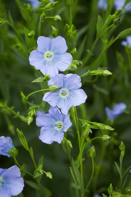 light blue Flax Flower 12