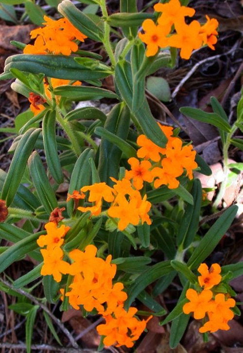 The Best Orange Wildflowers 