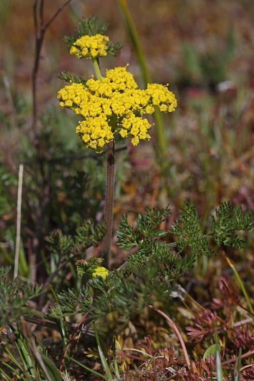  Types of Yellow Wildflowers