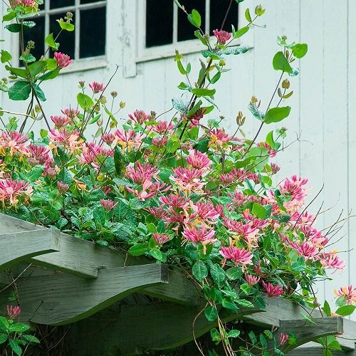 Vines with Pink Trumpet Flowers 7