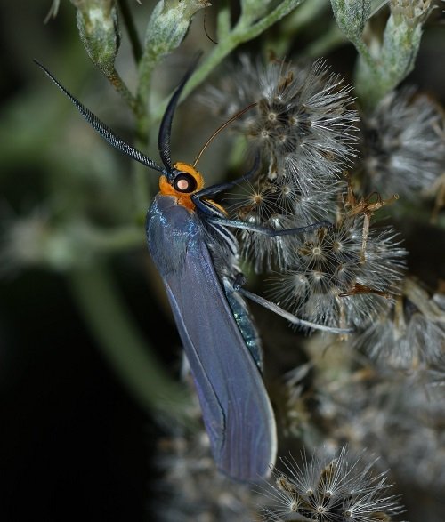 Blue Moths 3