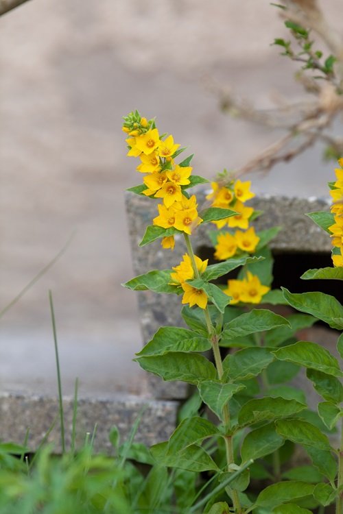 Four-petalled yellow flowers 