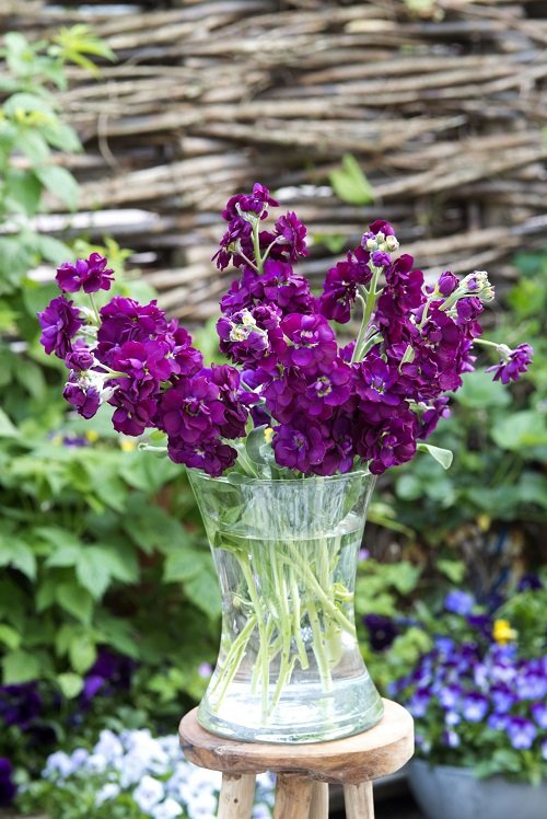Purple Annual Flowers in glass