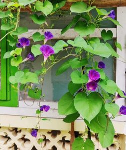 25 Morning Glory Trellis Ideas | Balcony Garden Web