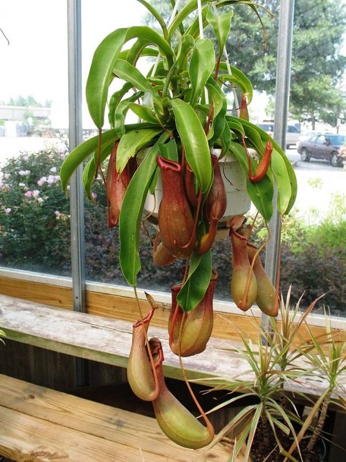 Hanging Pitcher Plants plant indoor 4