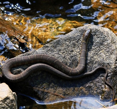 Water Snakes in Ohio 3