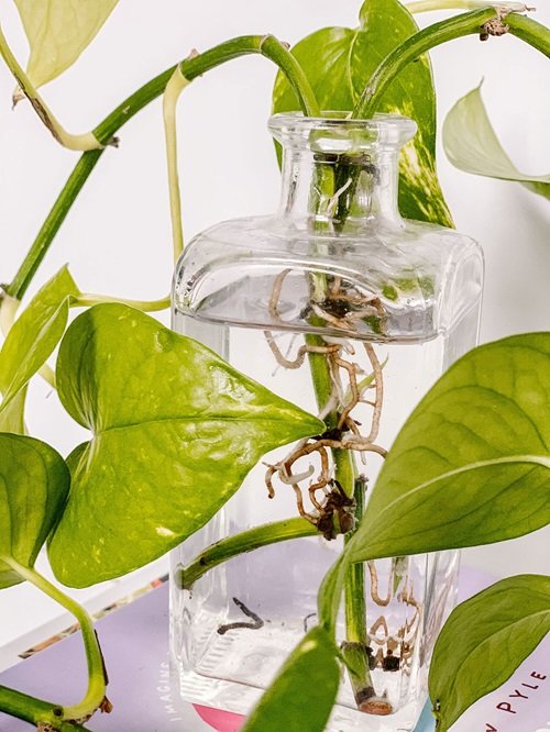 Common Pothos Growing Mistakes Not Changing Water Regularly