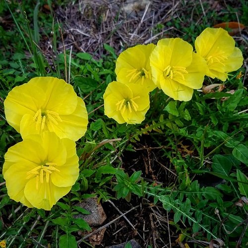 Yellow Flowers With Four Petals 3