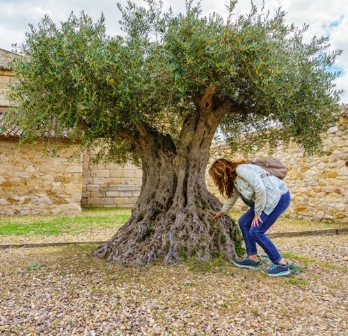 Olive Trees in Spiritual and Religious Texts 2