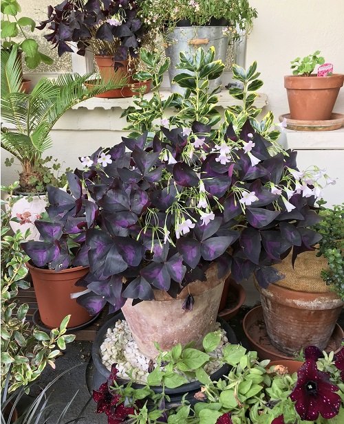 amazing Stunning Purple Trailing Plants to Grow Indoors