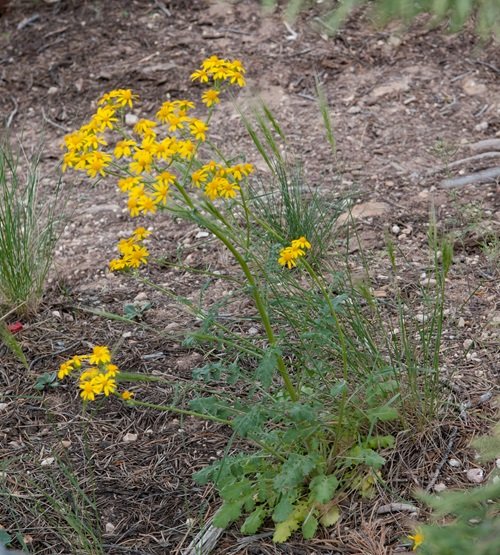 Yellow Wildflowers 49