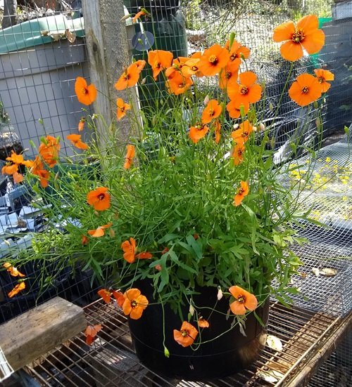 Top Orange Wildflowers for Your garden